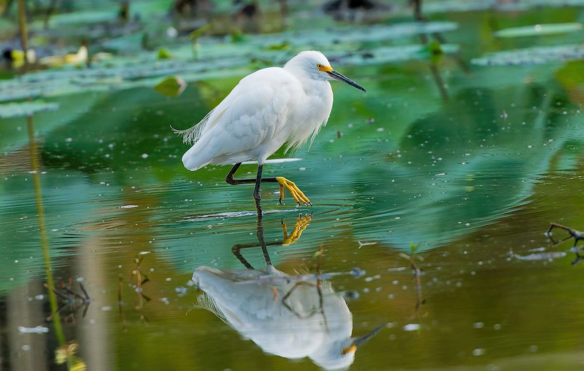 Snowy Egret - ML643716988