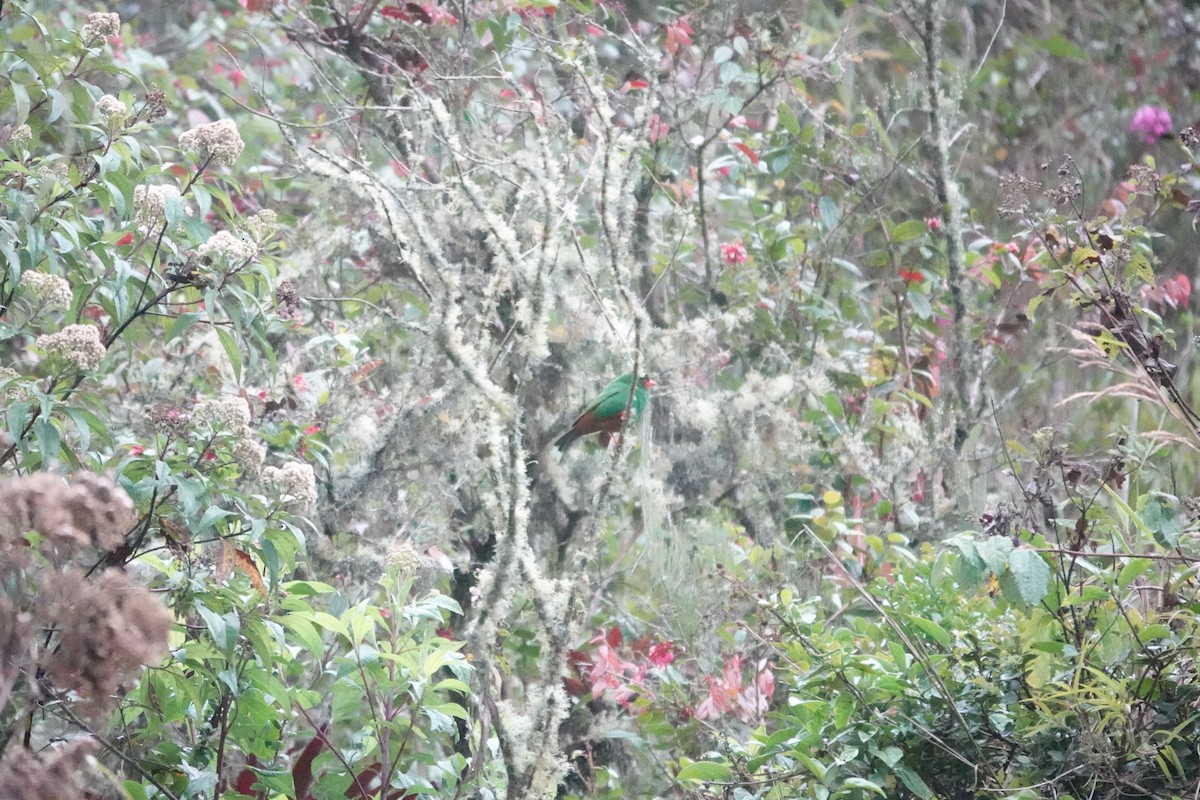 Grass-green Tanager - ML643716998