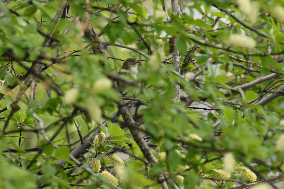 Moucherolle des aulnes ou M. des saules - ML643717001