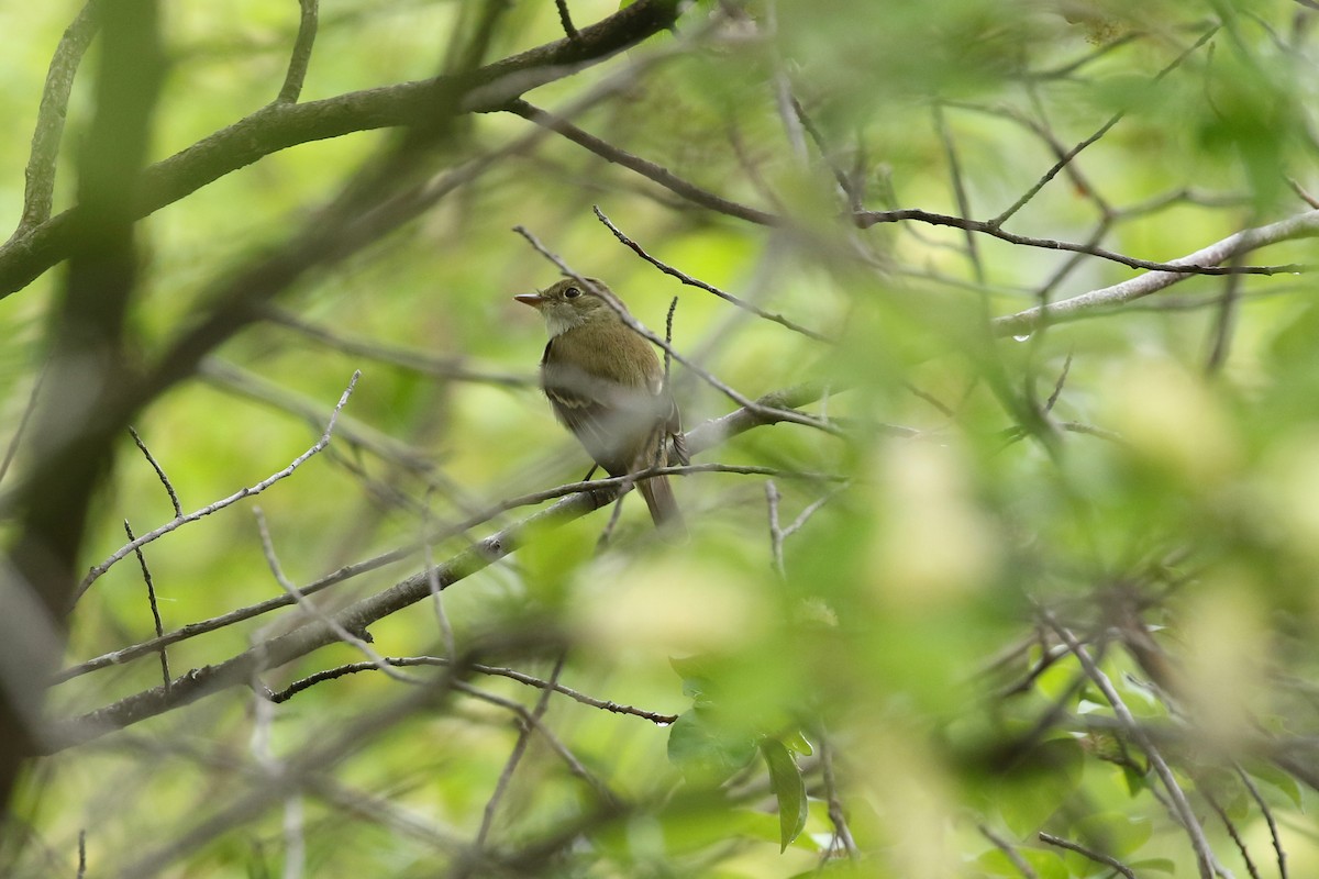 Moucherolle des aulnes ou M. des saules - ML643717002