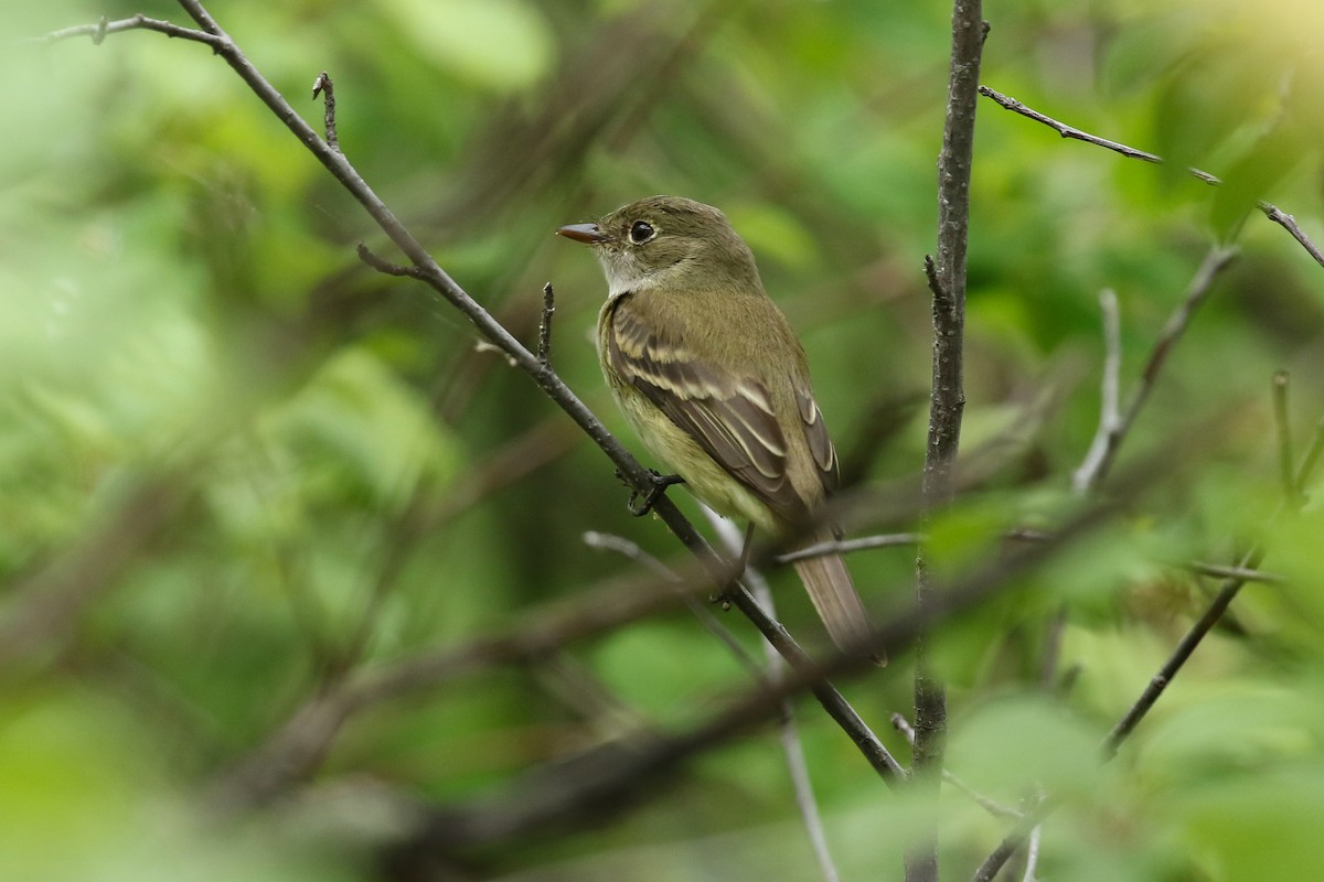 Moucherolle des aulnes ou M. des saules - ML643717007