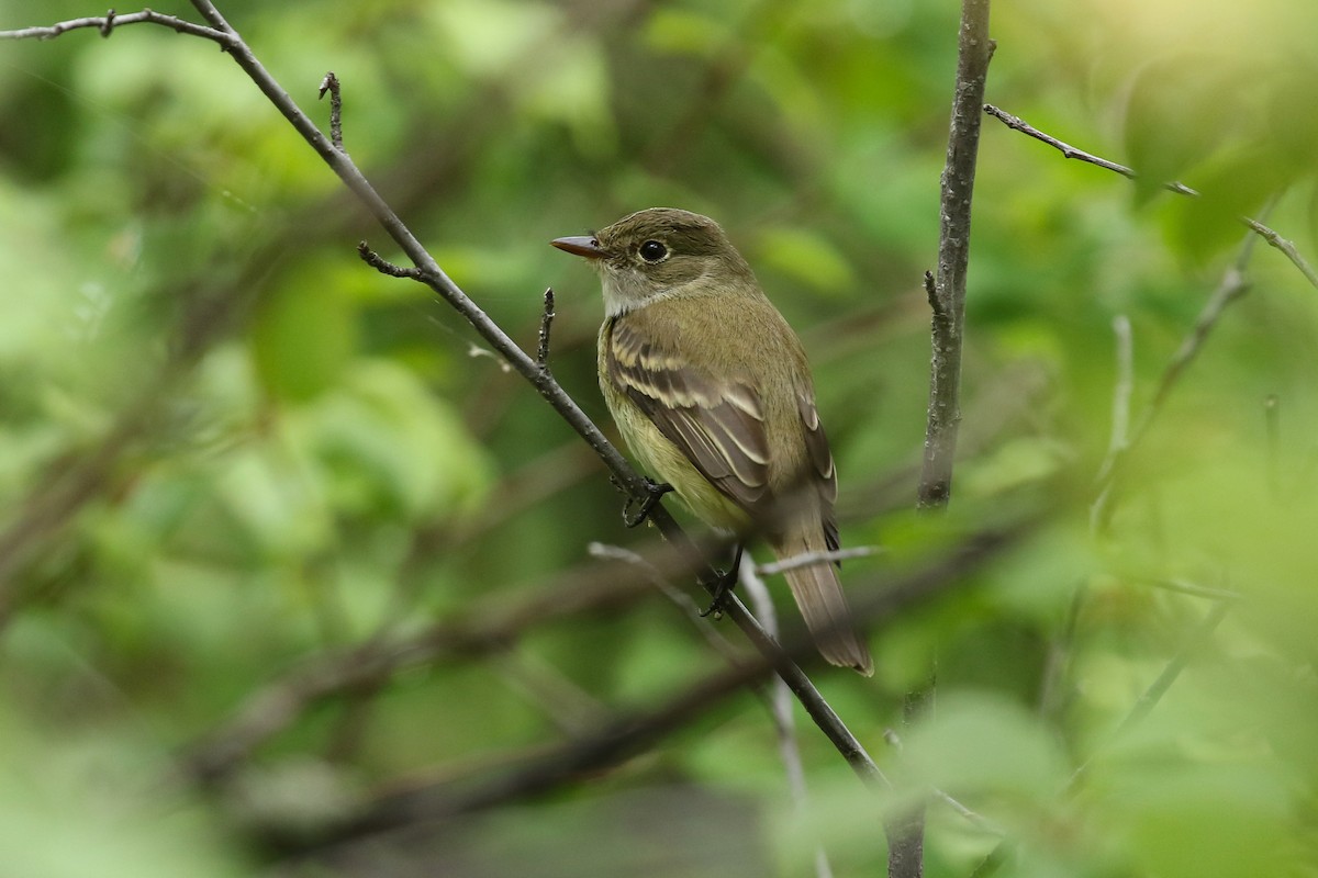 Moucherolle des aulnes ou M. des saules - ML643717011