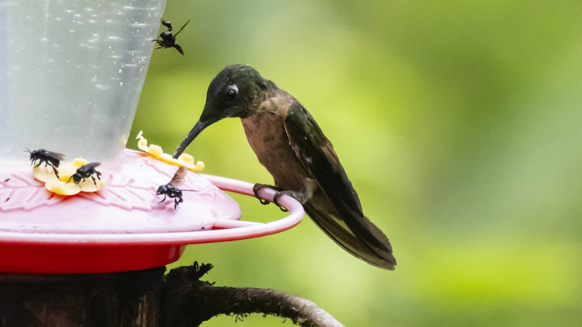 Fawn-breasted Brilliant - ML643717012