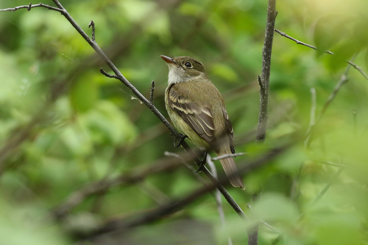 Moucherolle des aulnes ou M. des saules - ML643717014