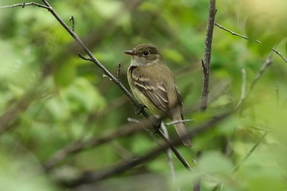 Moucherolle des aulnes ou M. des saules - ML643717015