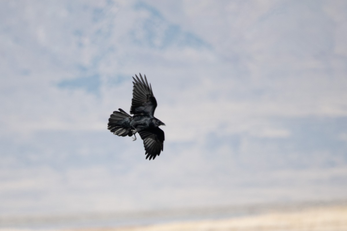 Common Raven - ML643717021