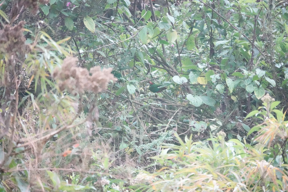 Grass-green Tanager - ML643717024