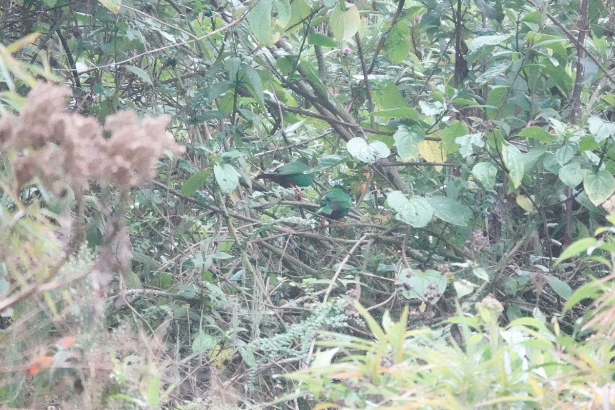Grass-green Tanager - ML643717036