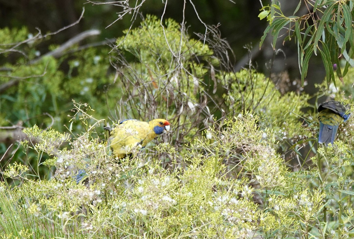 Green Rosella - ML643717045