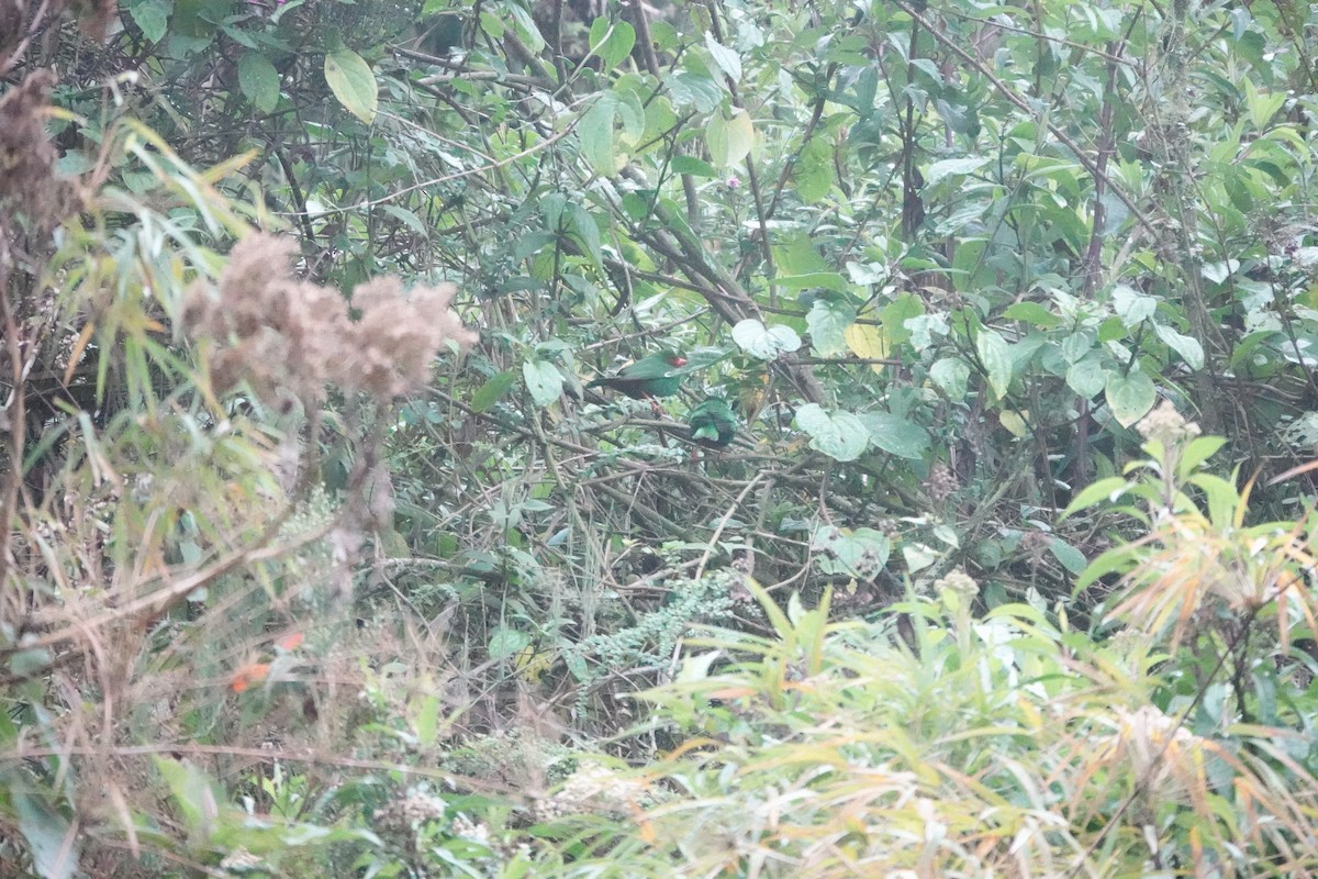 Grass-green Tanager - ML643717047