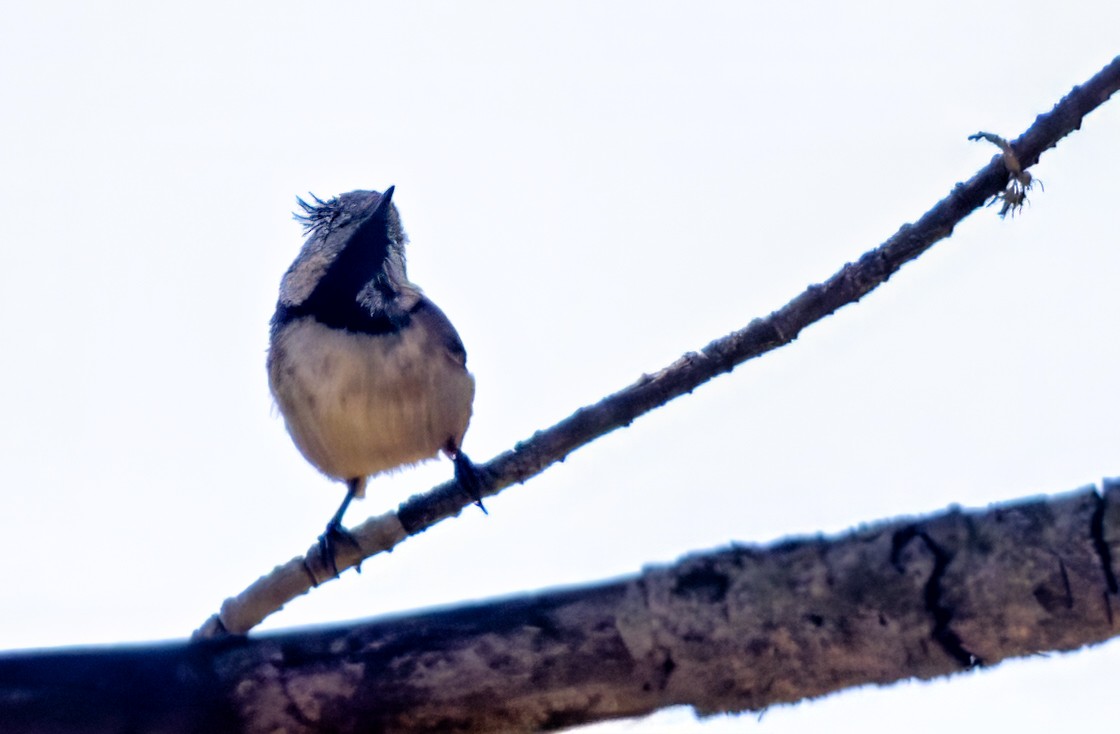 Mésange huppée - ML643717050