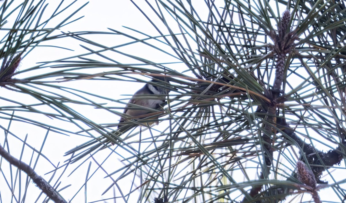 Mésange huppée - ML643717056