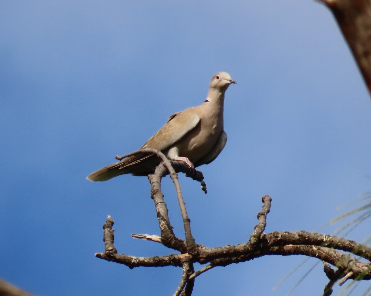 Eurasian Collared-Dove - ML643717059