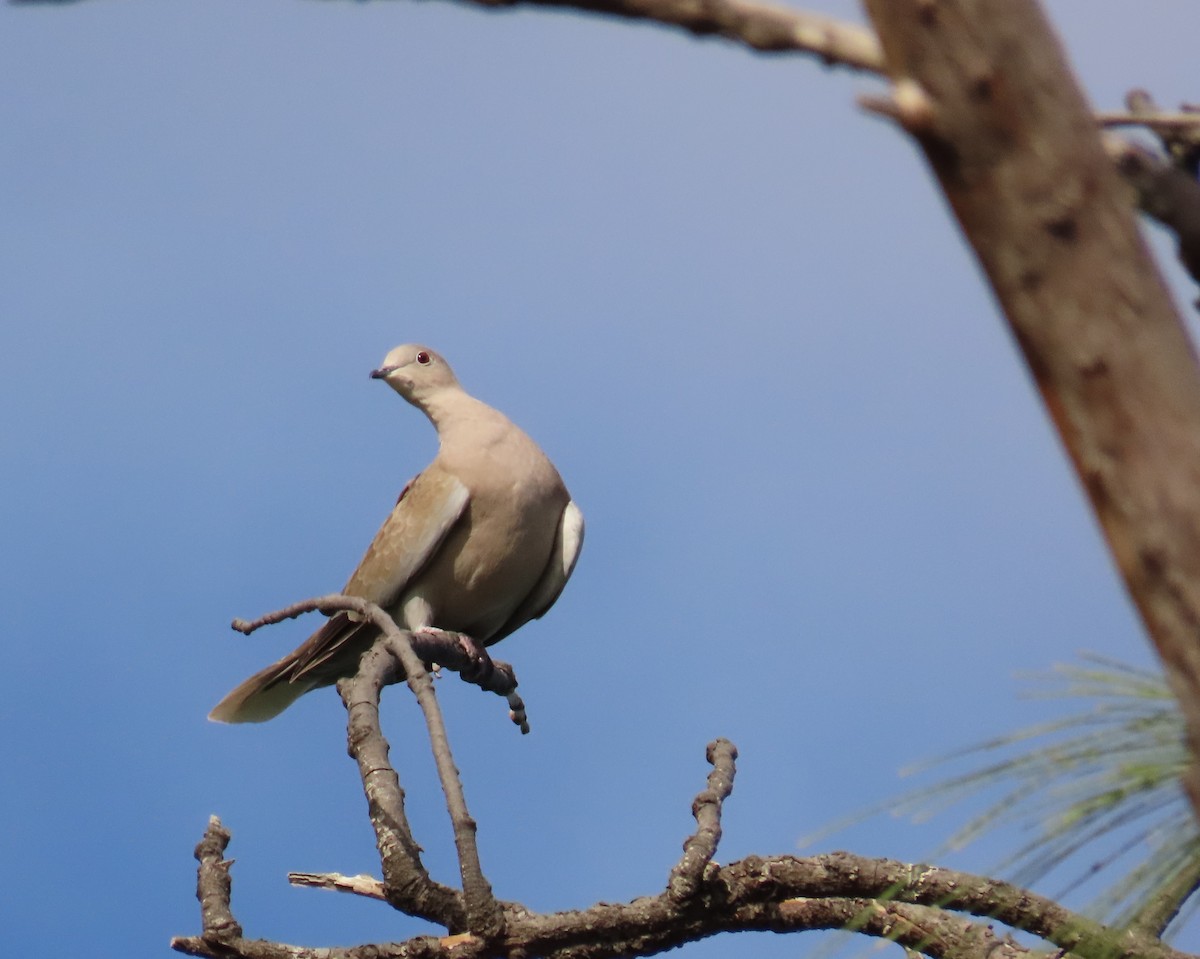 Eurasian Collared-Dove - ML643717060