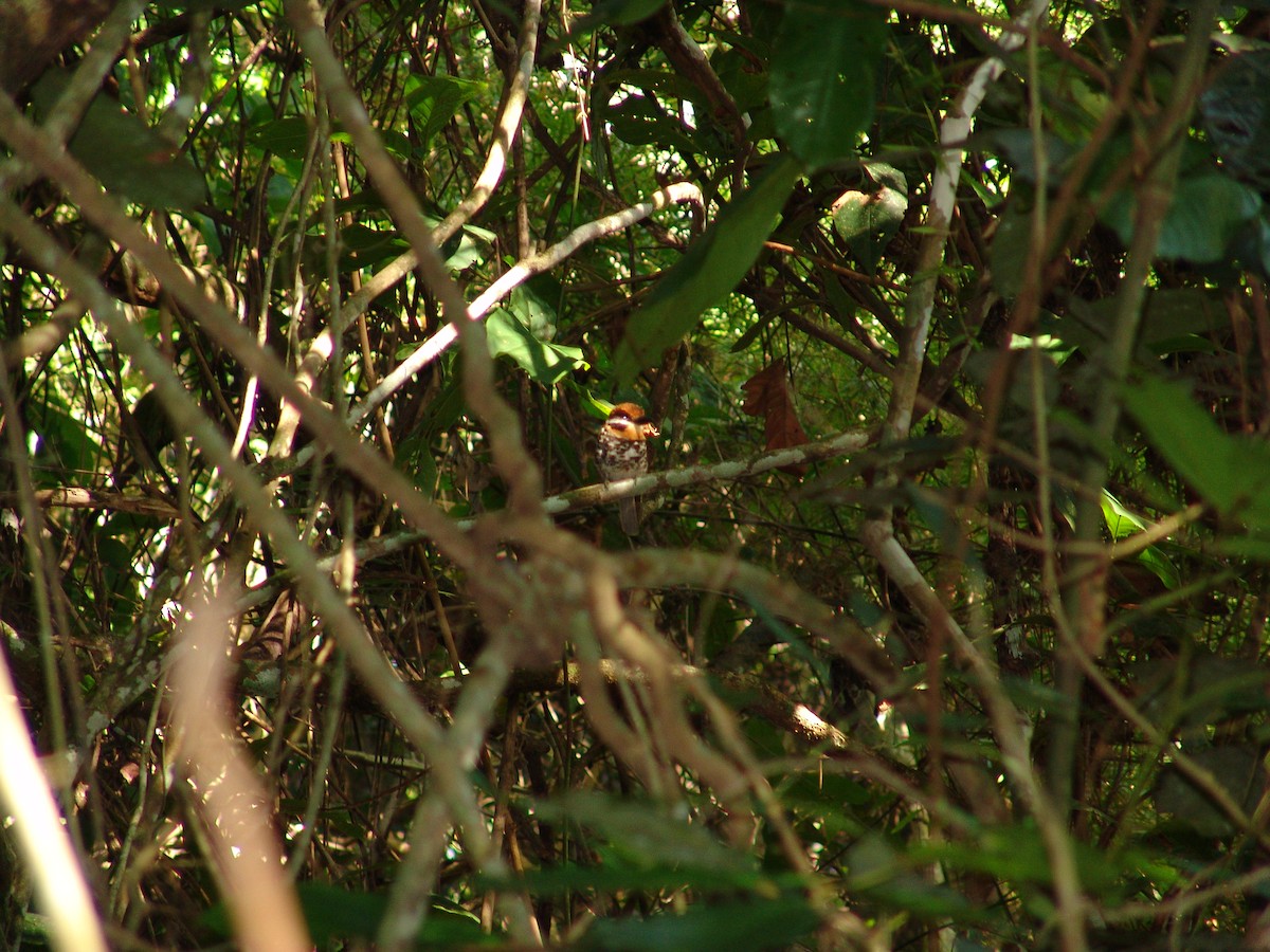 Spotted Puffbird - ML643717071