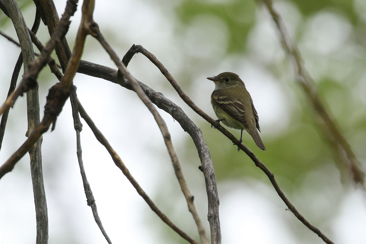 Moucherolle des aulnes ou M. des saules - ML643717072