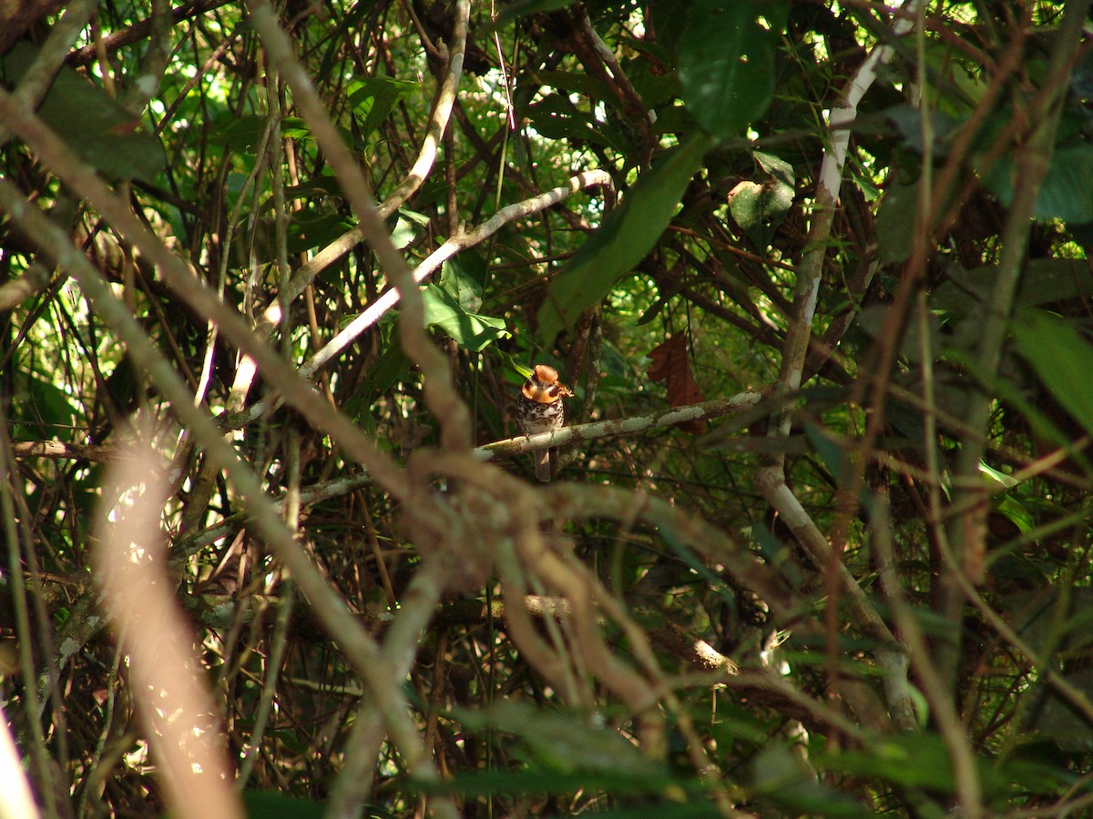 Spotted Puffbird - ML643717073