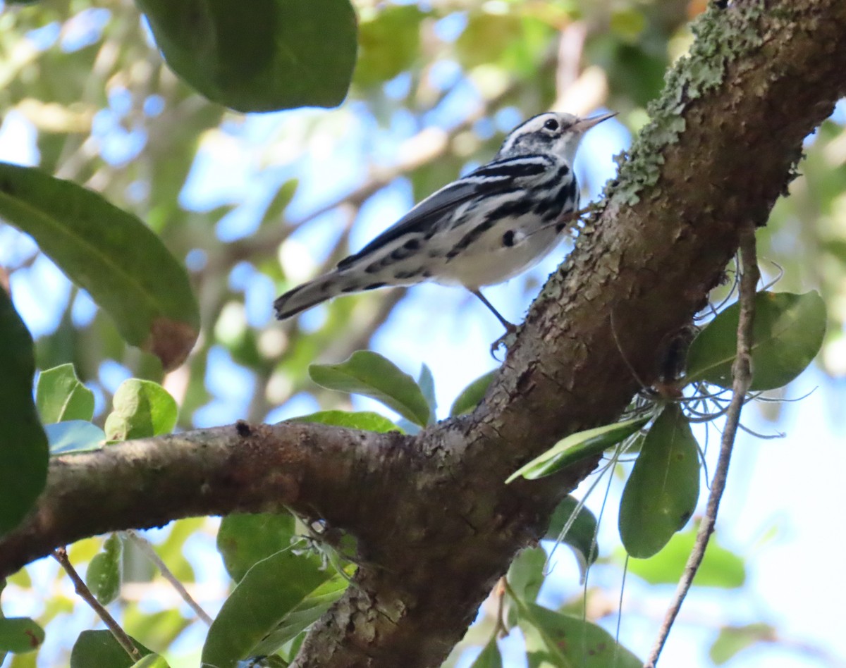 Black-and-white Warbler - ML643717076