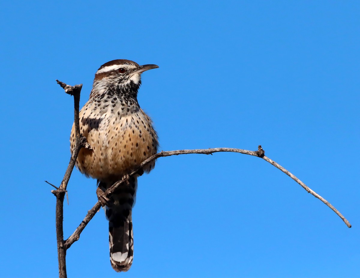 Cactus Wren - ML643717090