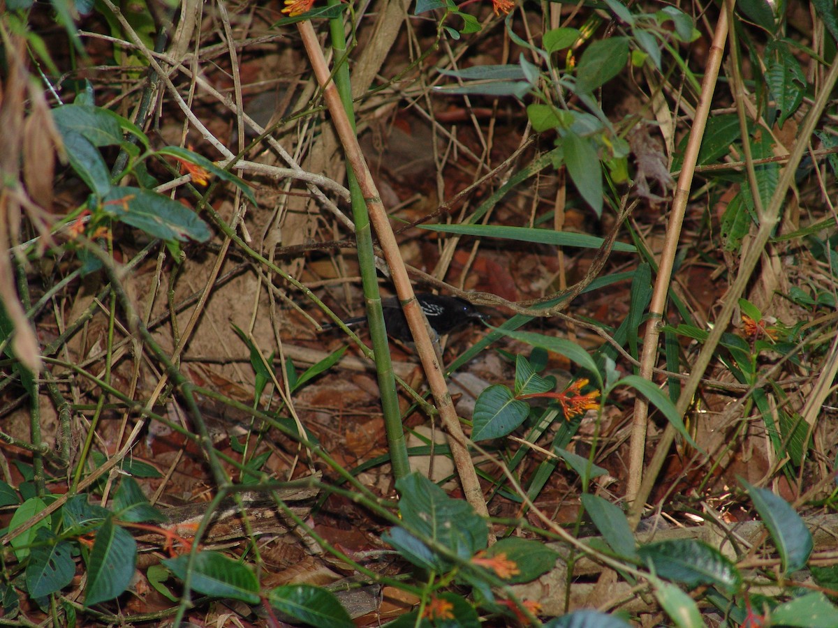 Bananal Antbird - ML643717094