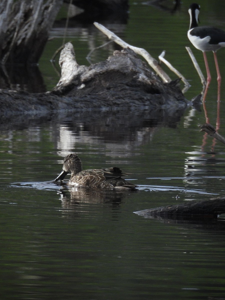Blue-winged Teal - ML643717104