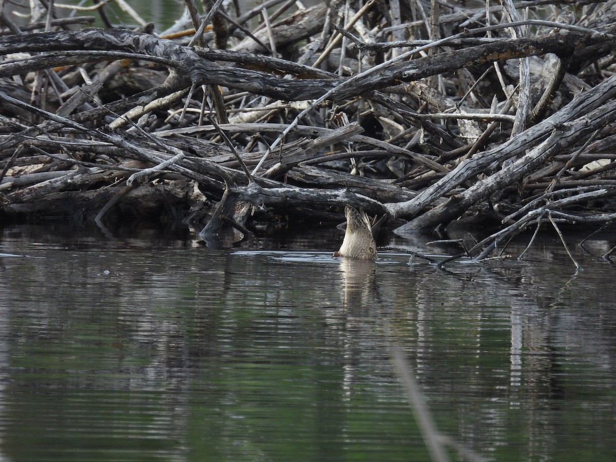 Blue-winged Teal - ML643717105