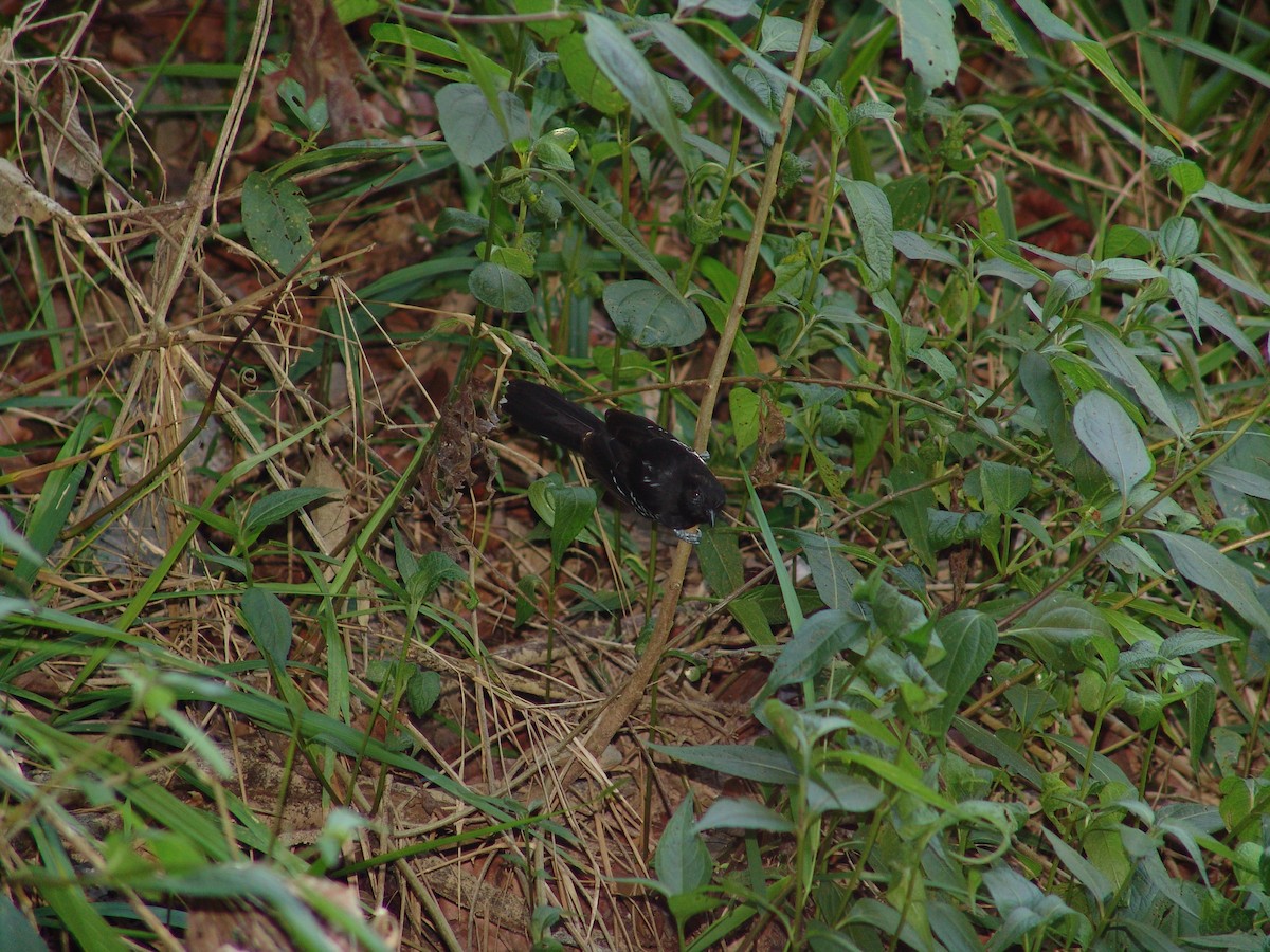 Bananal Antbird - ML643717125