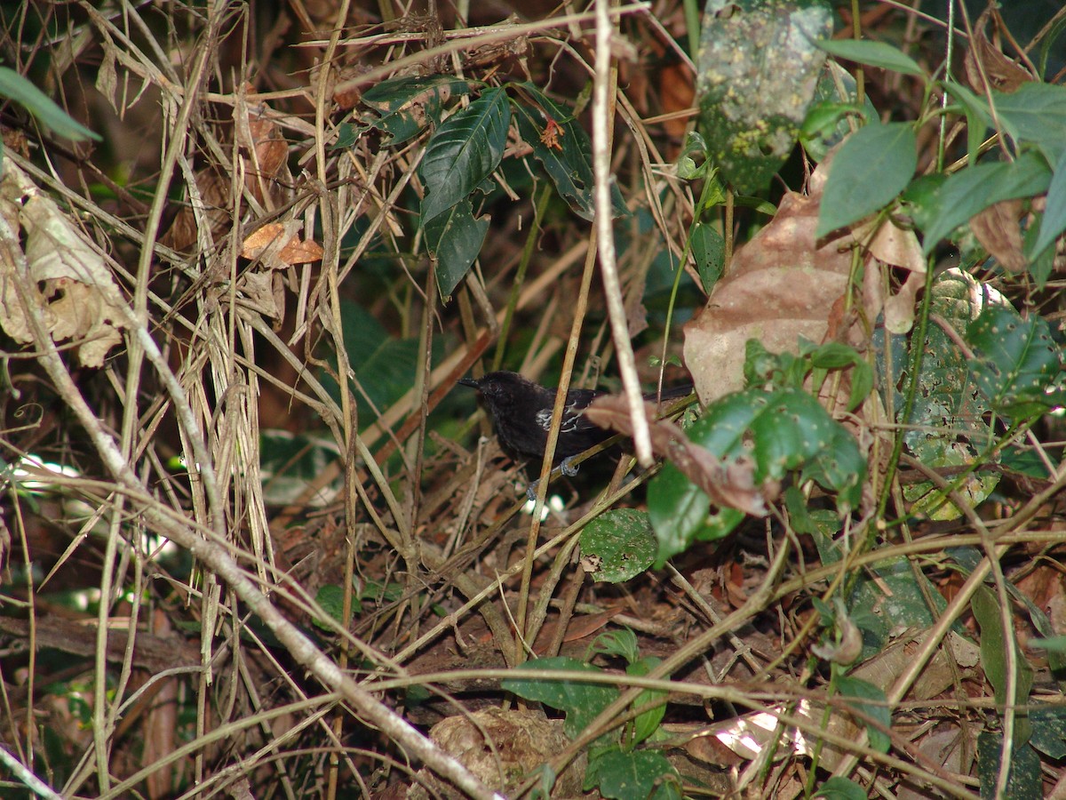 Bananal Antbird - ML643717130