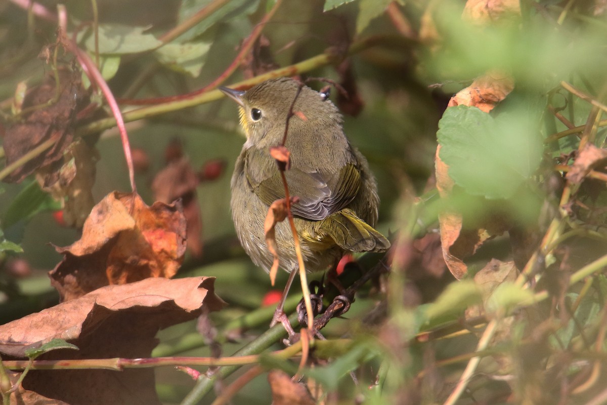 Common Yellowthroat - ML643717137