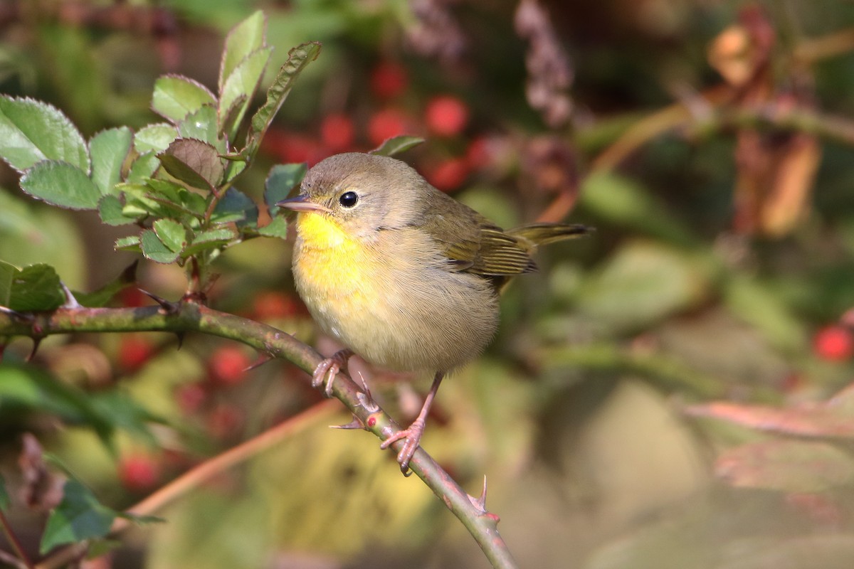Common Yellowthroat - ML643717138