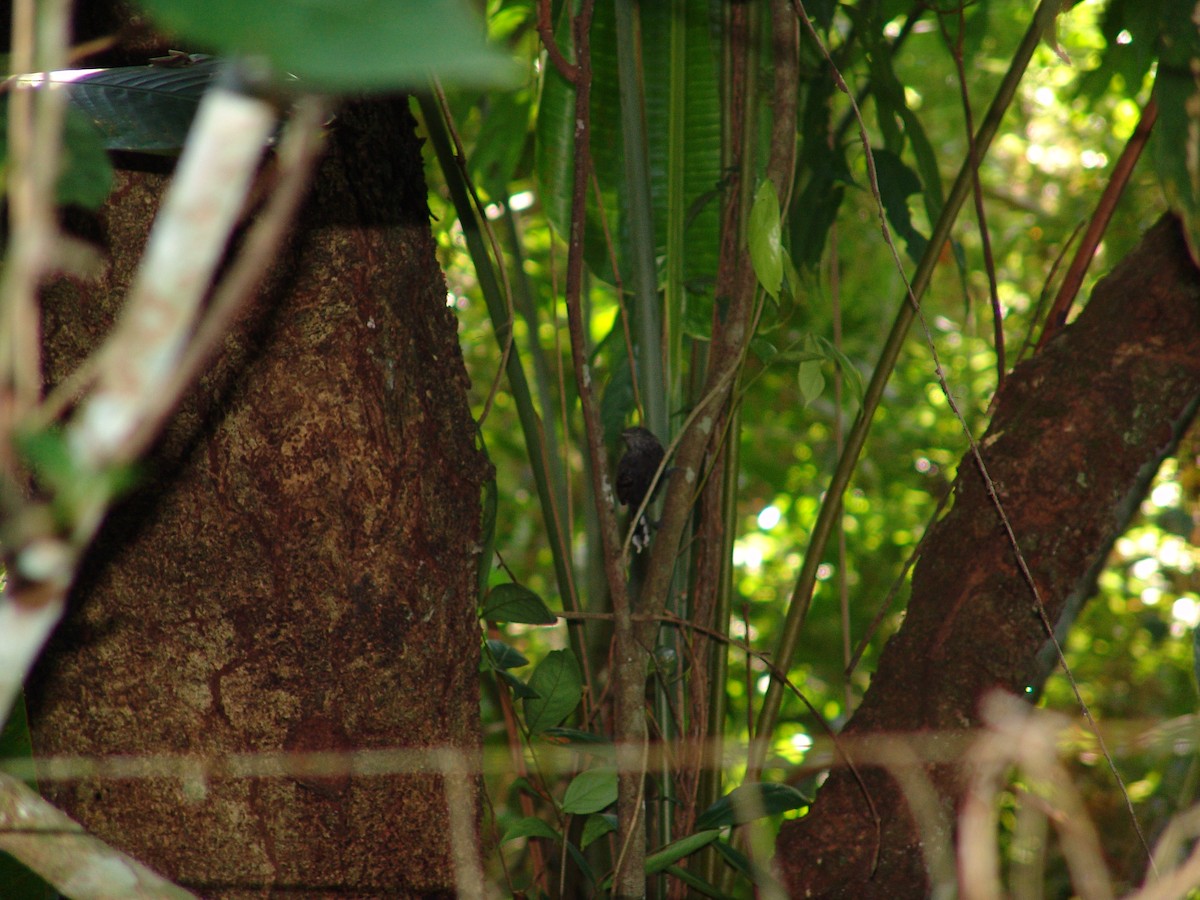 Bananal Antbird - ML643717139