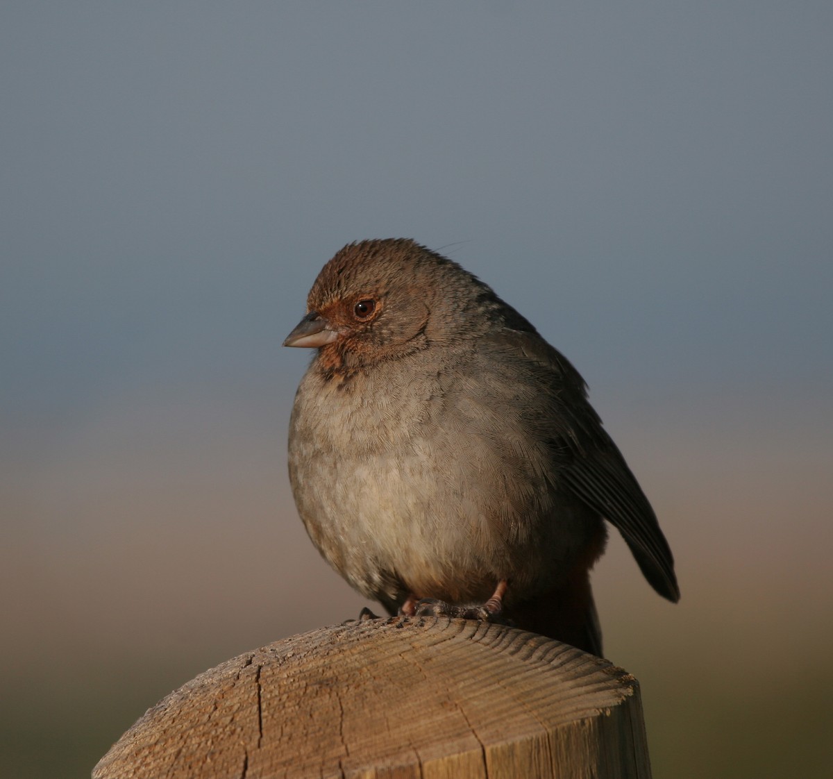 California Towhee - ML643717143