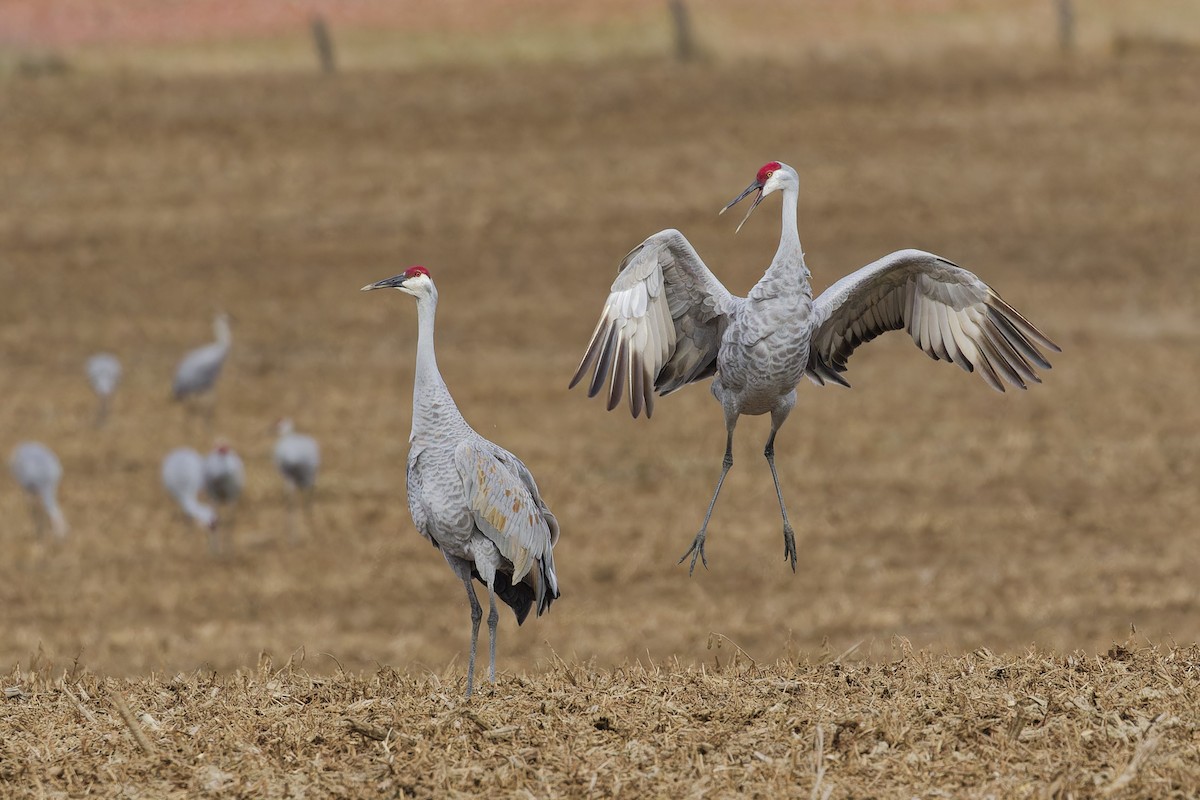 Sandhill Crane - ML643717147