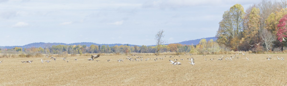 Sandhill Crane - ML643717149