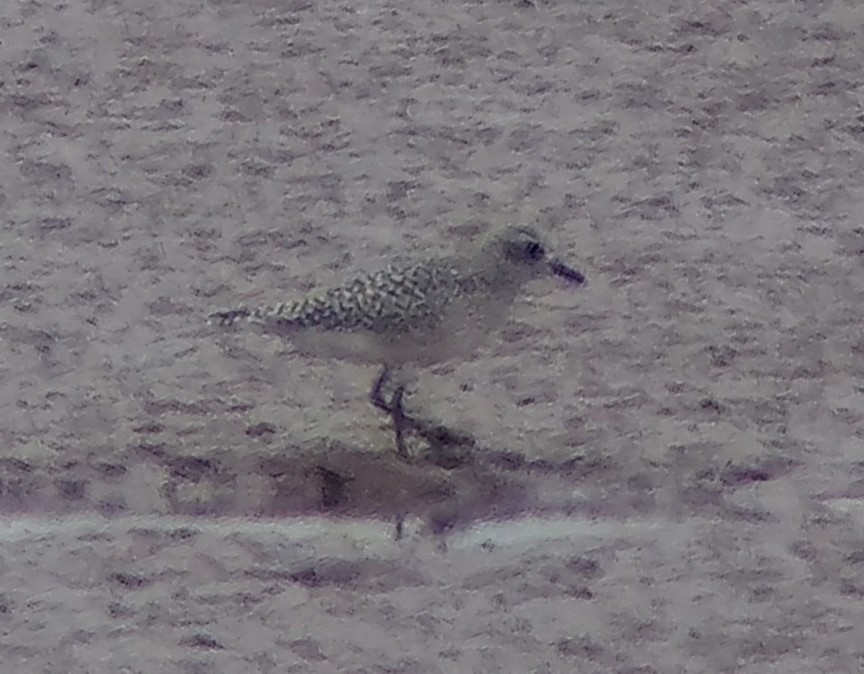 ダイゼン - ML643717156