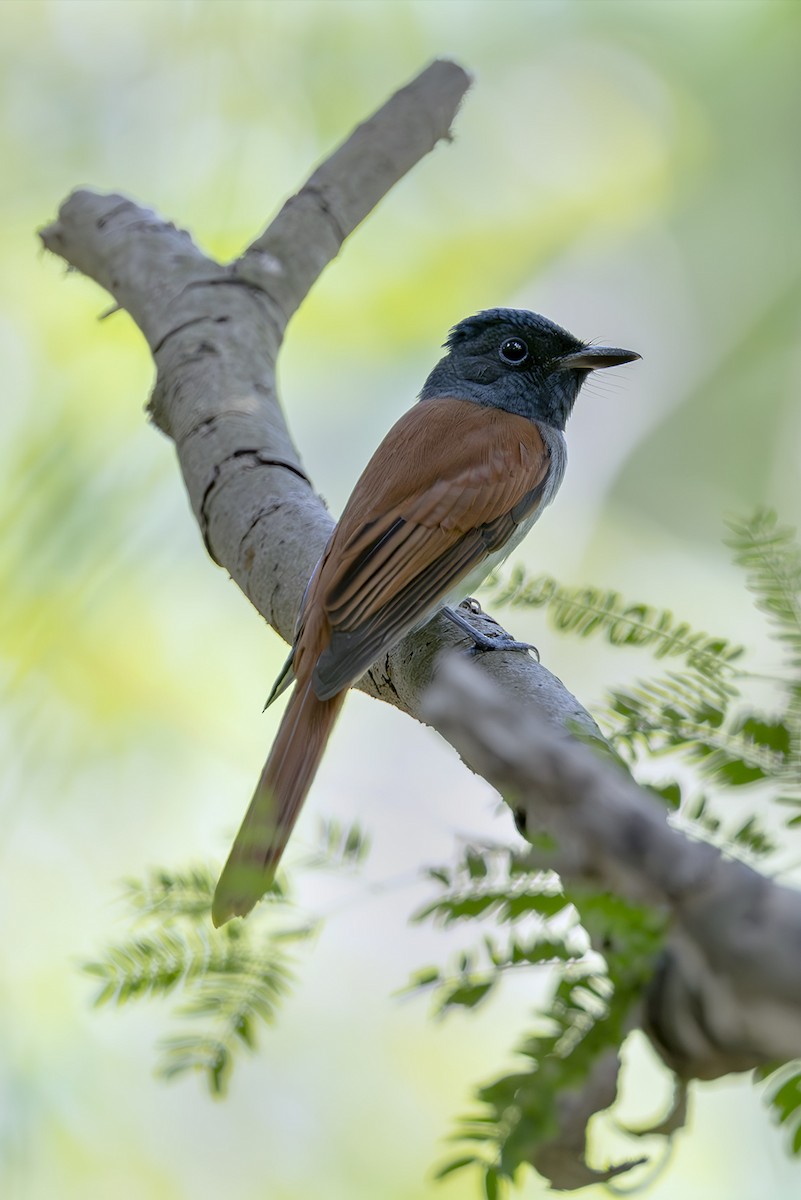 Amur Paradise-Flycatcher - ML643717160