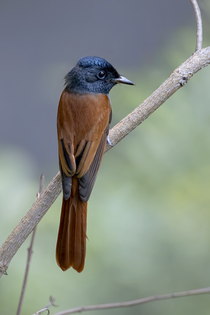 Amur Paradise-Flycatcher - ML643717161