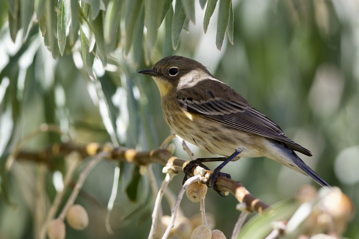 Пісняр-лісовик жовтогузий - ML643717166