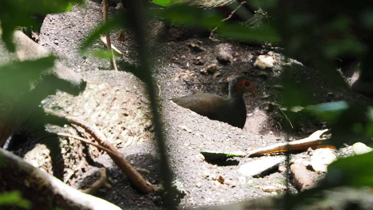 Mégapode des Philippines - ML643717169