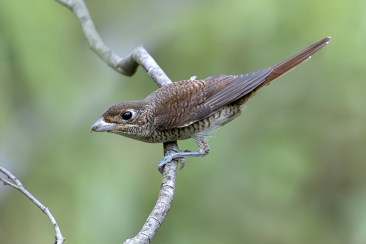 Tiger Shrike - ML643717174