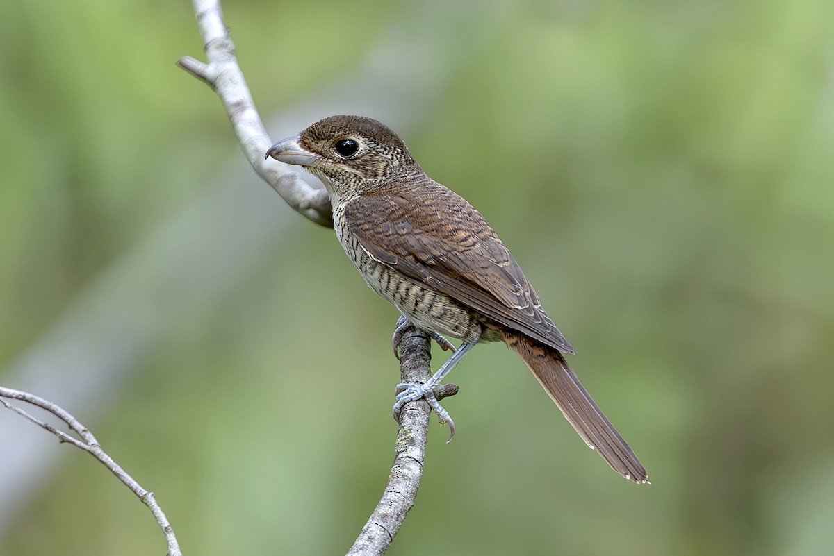Tiger Shrike - ML643717175