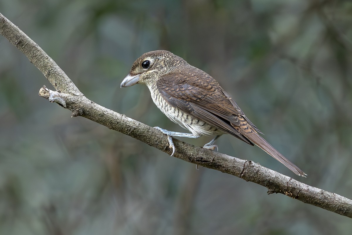 Tiger Shrike - ML643717176