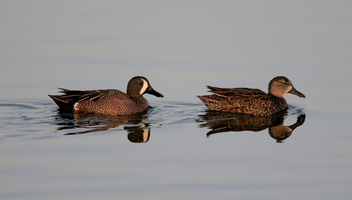 Blue-winged Teal - ML643717181