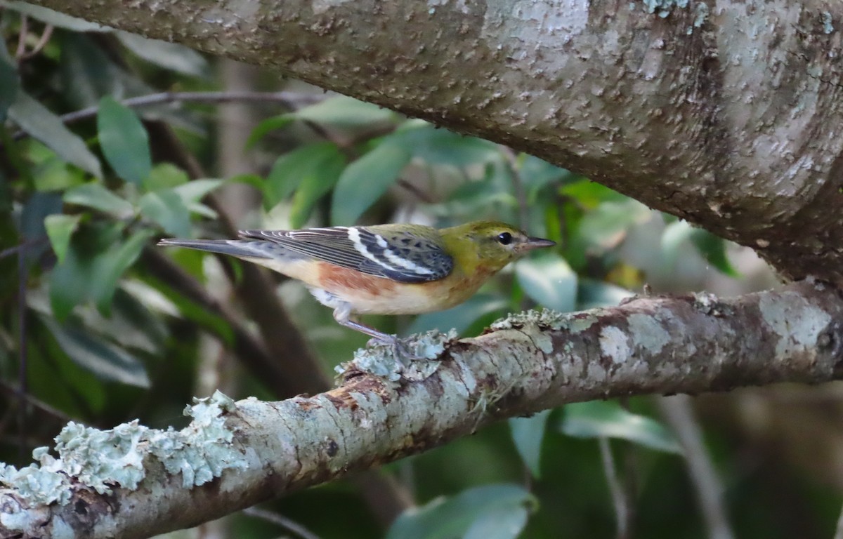 Bay-breasted Warbler - ML643717216