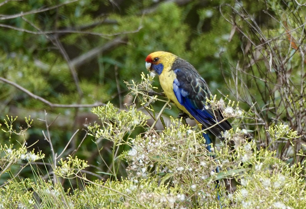 Green Rosella - ML643717226
