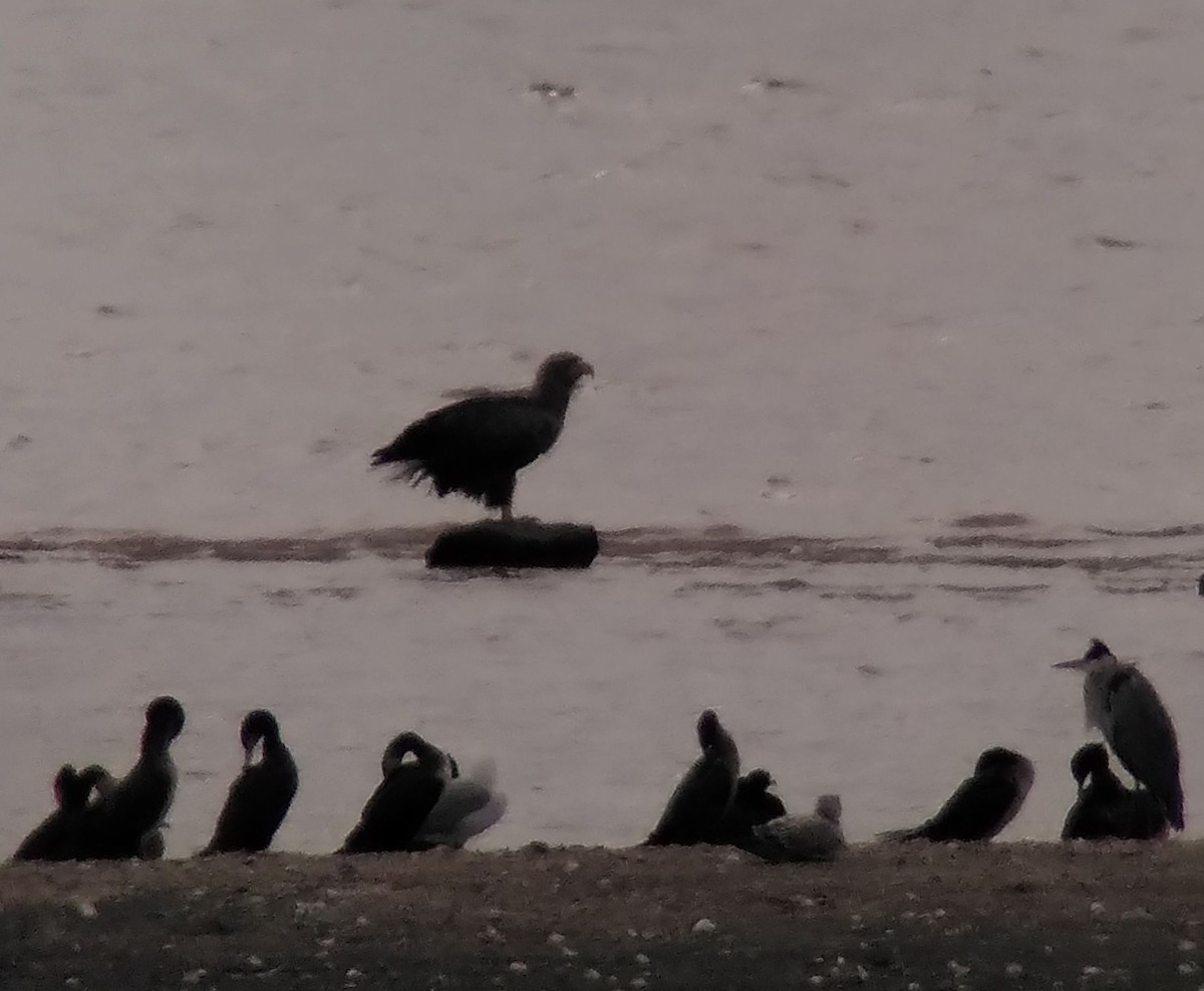 オジロワシ - ML643717234