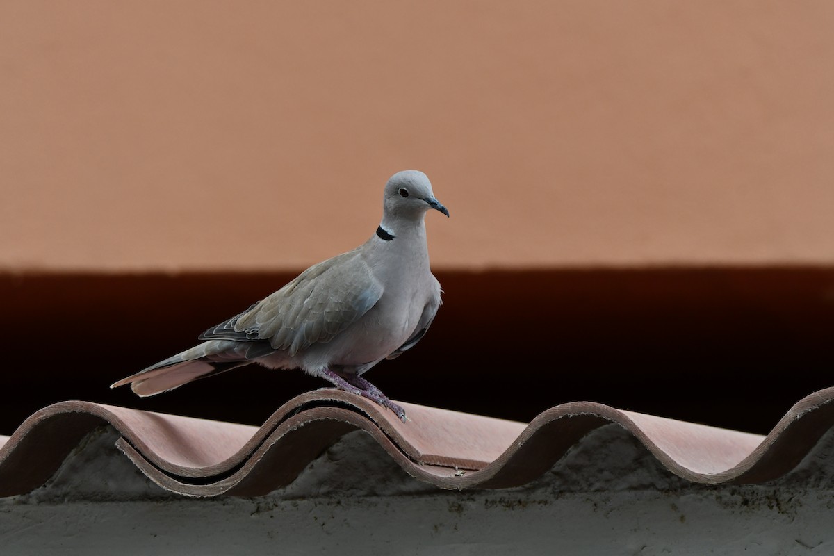 Eurasian Collared-Dove - ML643717247
