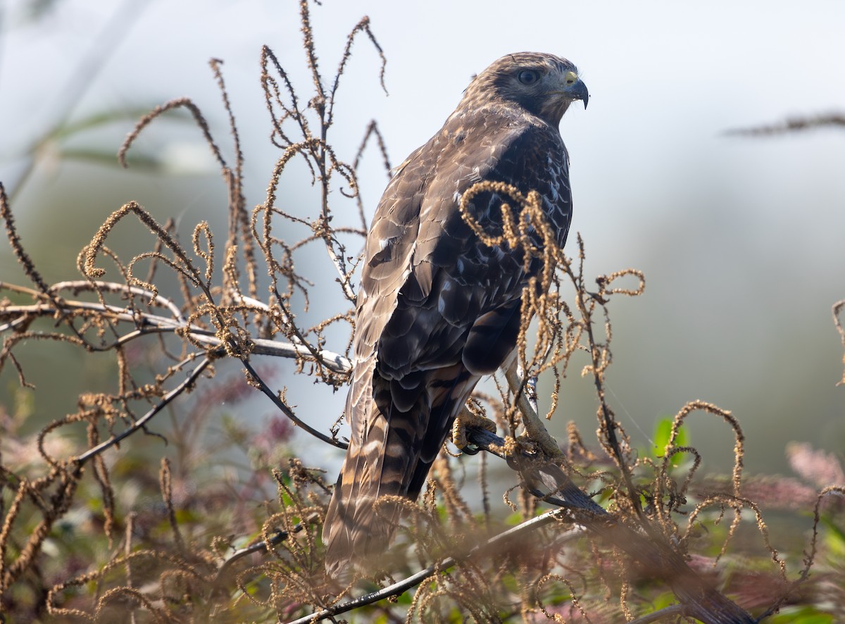 Rotschulterbussard - ML643717276