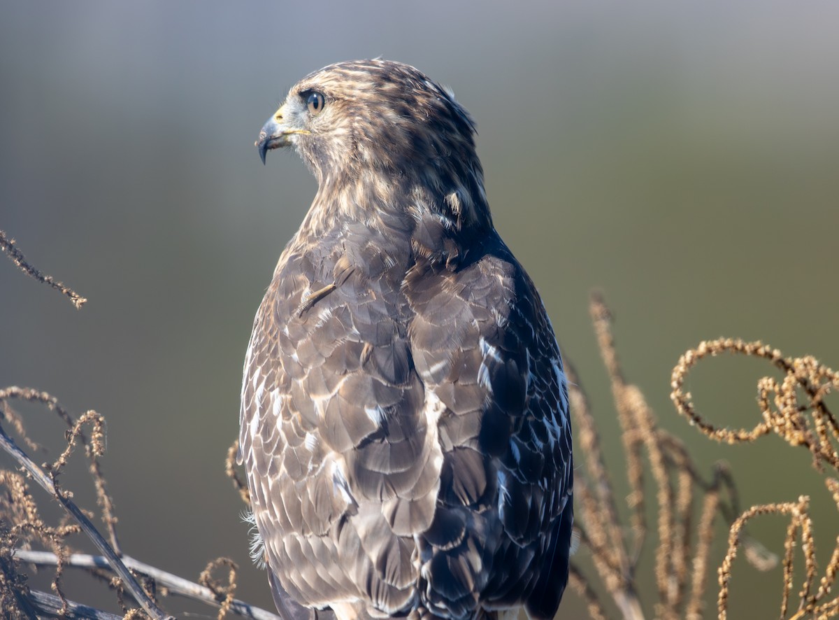 Rotschulterbussard - ML643717277