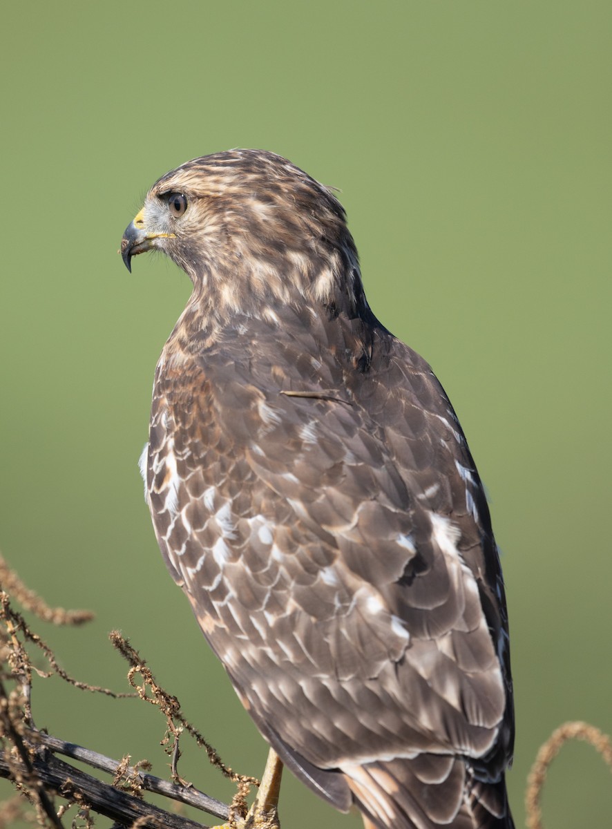Rotschulterbussard - ML643717278